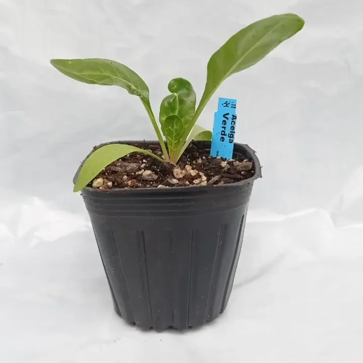 Planta Acelga individual1