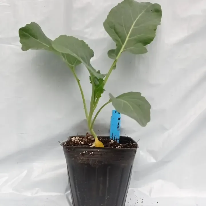 Planta Brocoli individual1