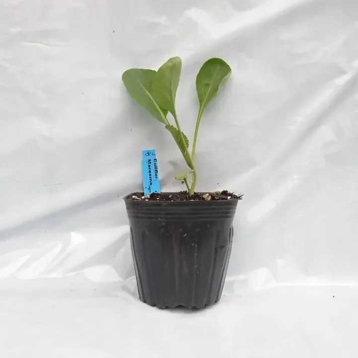 Planta Coliflor individual1