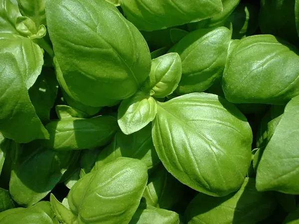 Albahaca Genovesa Almácigo múltiple1