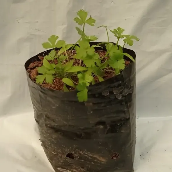 Plantas Perejil liso Almácigo múltiple1