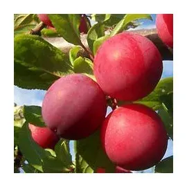 Árbol Frutal Ciruelo Santa Rosa1