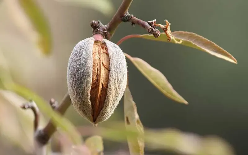 Árbol Almendro Carmel1