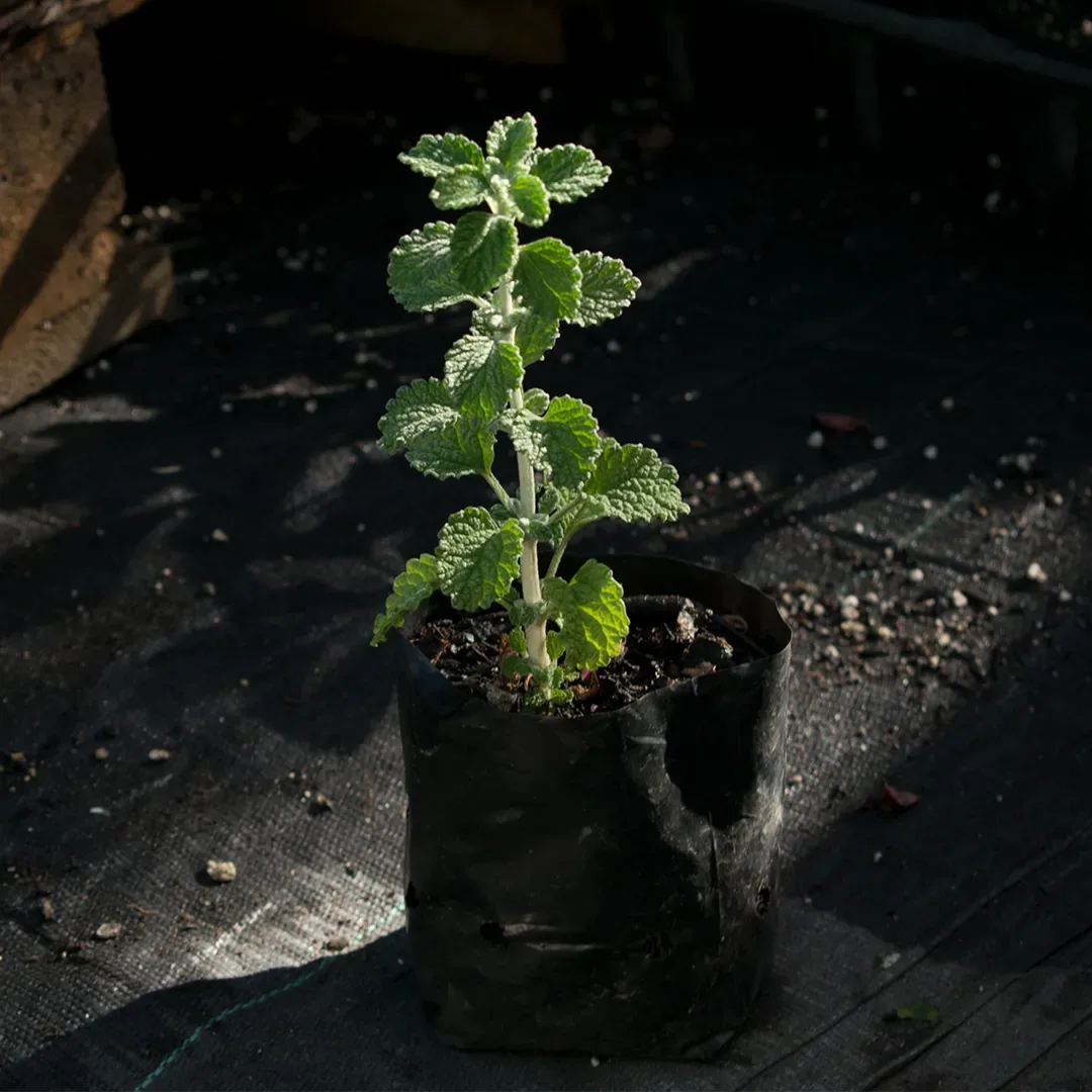 Planta Toronjil Cuyano Individual1