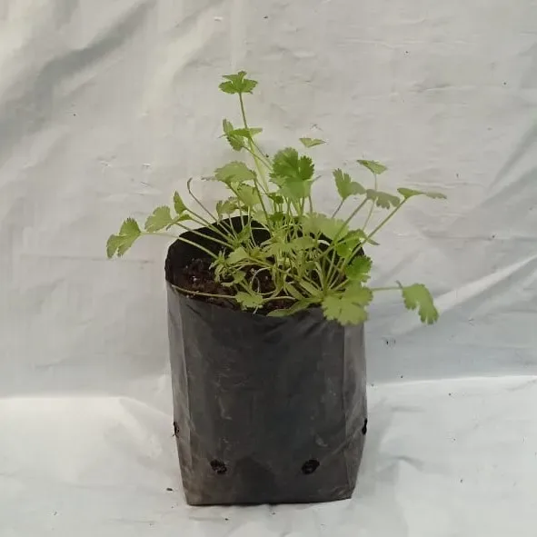 Cilantro Multiple Almácigo múltiple1