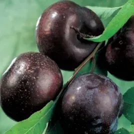 Árbol Frutal Ciruelo Angeleno1