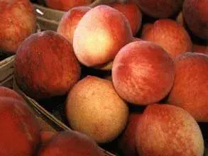 Árbol Frutal Durazno Spingtime1