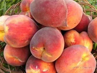 Árbol Frutal Durazno Dr Davis (conservero)1