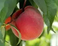Árbol Frutal Durazno O Henry1
