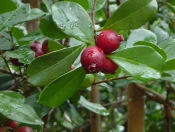 Árbol Frutal Guava Arbol1