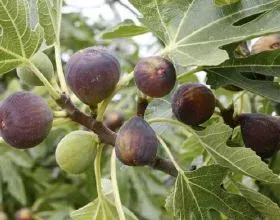 Árbol Frutal Higuera Black Mission1