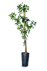 Árbol Frutal Limón Sutil de Gaza1