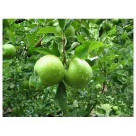 Árbol Frutal Manzano Granny Smith1