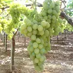 Parra Moscatel1