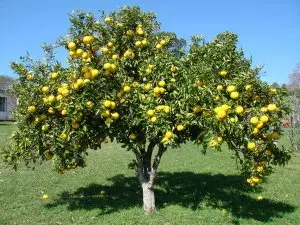 Pomelo Star Rubi1