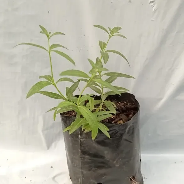 Planta Cedron Individual1