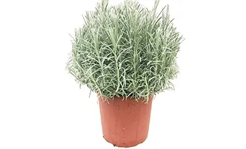Planta Curry Individual1