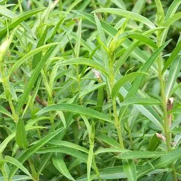 Planta Estragon Individual1