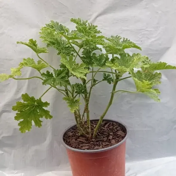 Planta Malvarrosa Individual1