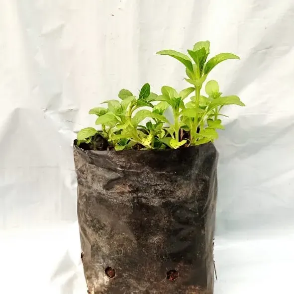 Planta Poleo Individual1