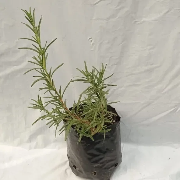 Planta Romero Individual1