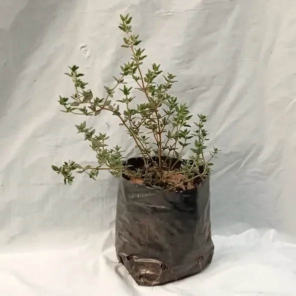 Planta Tomillo Perenne Individual1