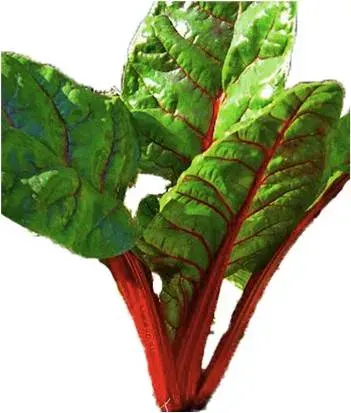 Semilla Acelga Penca Roja 2 gr1