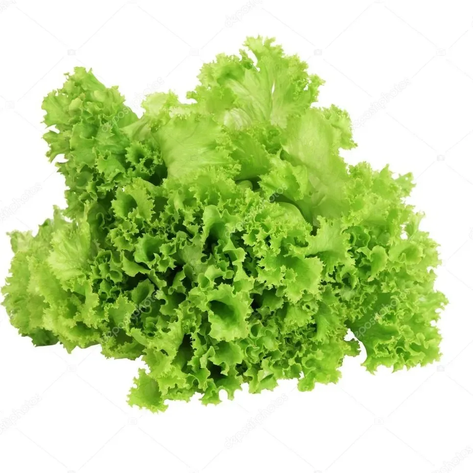 Semillas Lechuga Boronda Organica 3 gr1