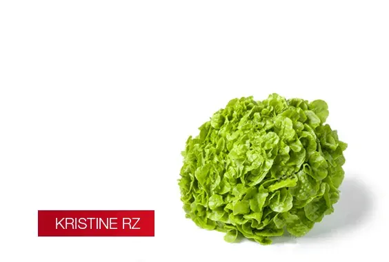 Semillas Lechuga peletizada Kristine 3 gr1