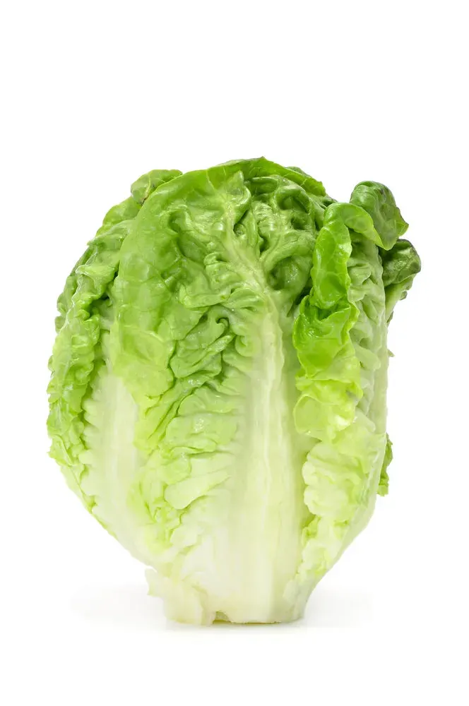 Semillas Lechuga peletizada Super Milanesa 3 gr1