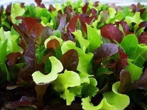 Semillas Mix Lechuga orgánica 1 gr1
