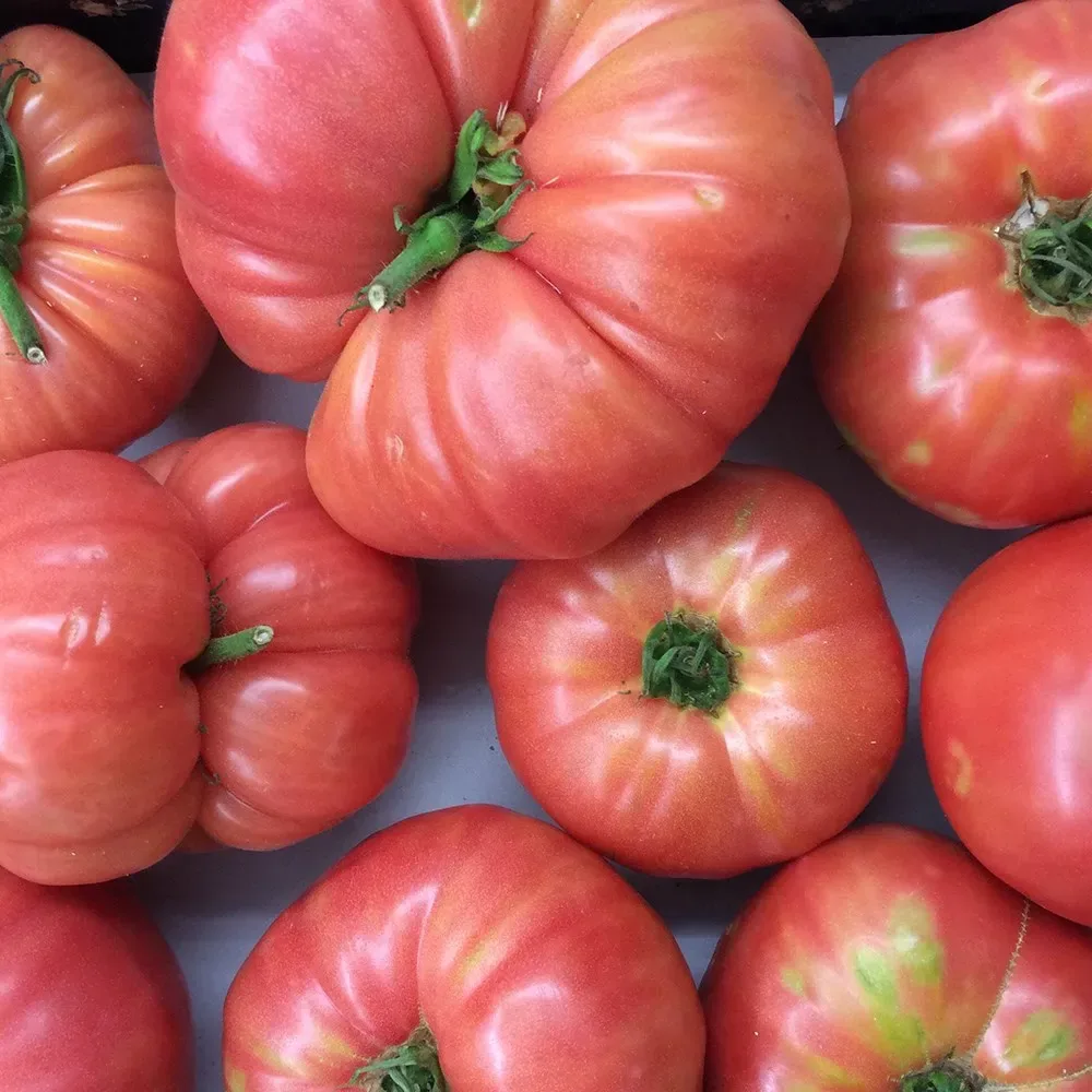Sobre Semillas Tomate Antiguo Orgánico # 01 Rosado 15 Semillas1