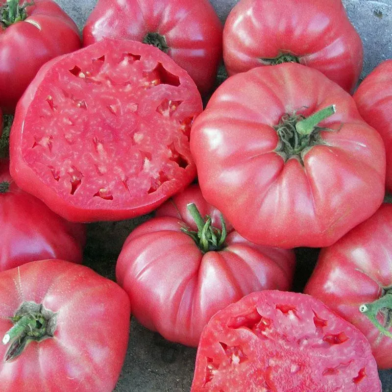Sobre Semillas Tomate Antiguo Orgánico # 02 Brandywine 15 Semillas1