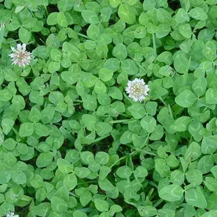 Semilla Trebol Enano 100 gr1