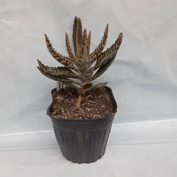 Planta Kalanchoe Individual1