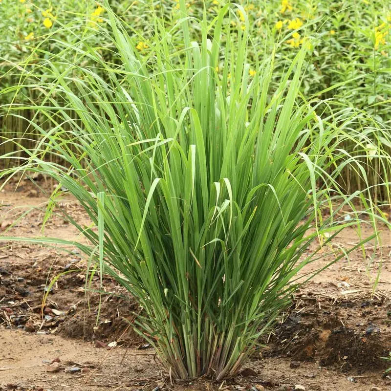 Planta Lemongrass Individual1