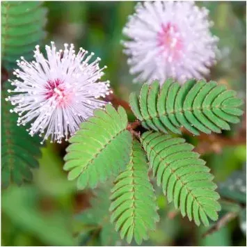 Planta Mimosa Pudica Individual1