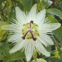 Planta Passiflora Blanca Individual1