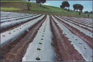 Mulch ( Alcolchado) 1.2 metro lineal1