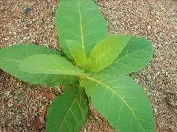 Planta de Tabaco Individual1