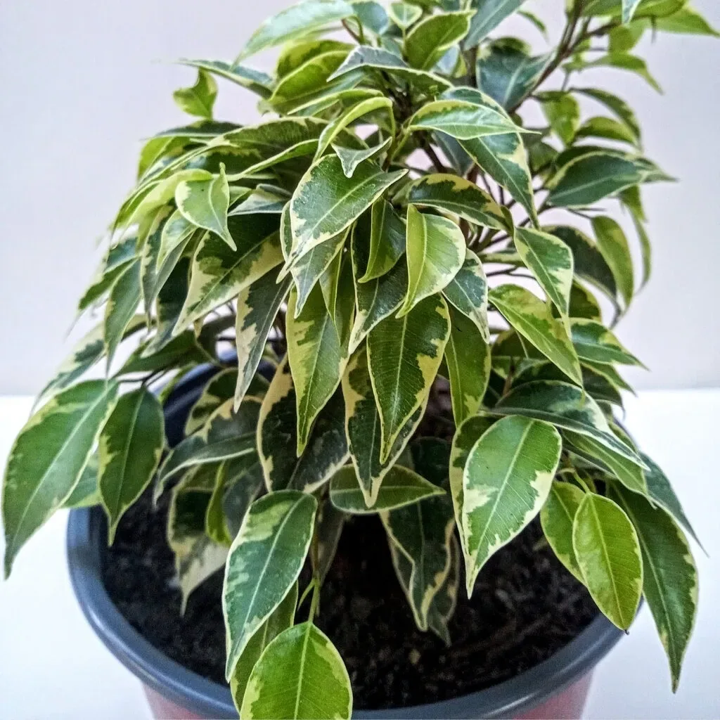 Planta de Interior Ficus Benjamina Variegado1
