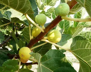 Árbol Frutal Higuera Napolitana Bacorera Pequeña1