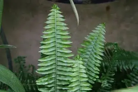 Planta de Interior Helecho en Maceta1