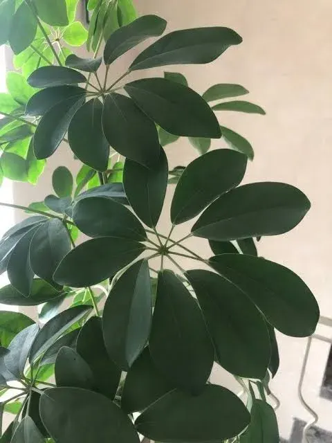 Planta Chiflera1