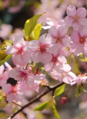 Arbol Frutal Cerezo Corazón de Paloma1
