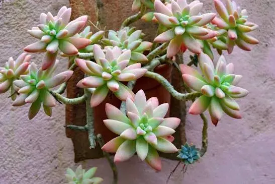 Planta de Interior Jade1