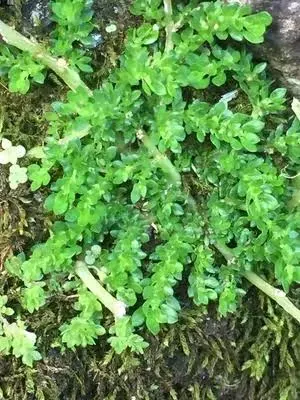 Planta de Interior Helecho arroz1
