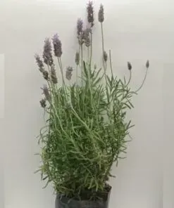 Planta Lavanda Mediano1