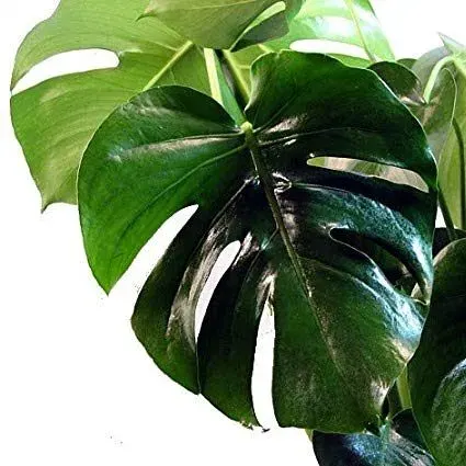 Planta de Interior Filodendro Monstera Mediana1
