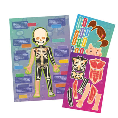 HUESOS Y MUSCULOS - LÁMINAS MAGNÉTICAS INTERACTIVAS